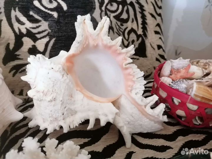 Большие раковины, наборы ракушек разные, кораллы