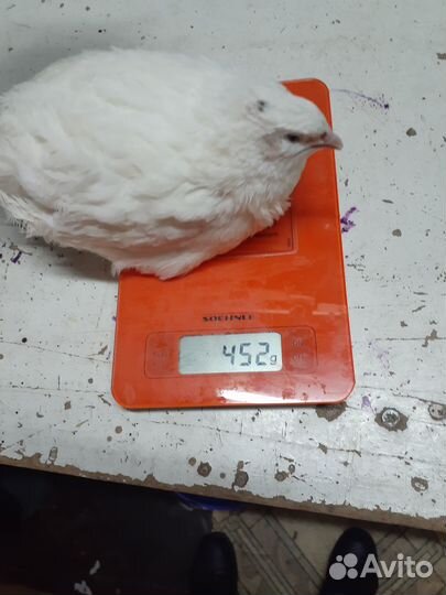 Перепелиные яйца, инкубационные и пищевые