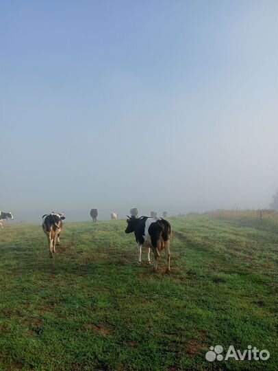 Коровы