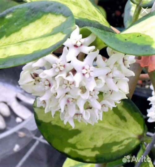 Хойя аустралис Лиза