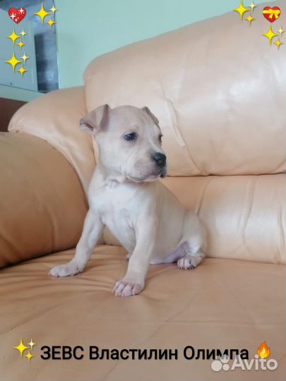 Сказочный Красавчик Ам.Стафф.терьер (с Док)