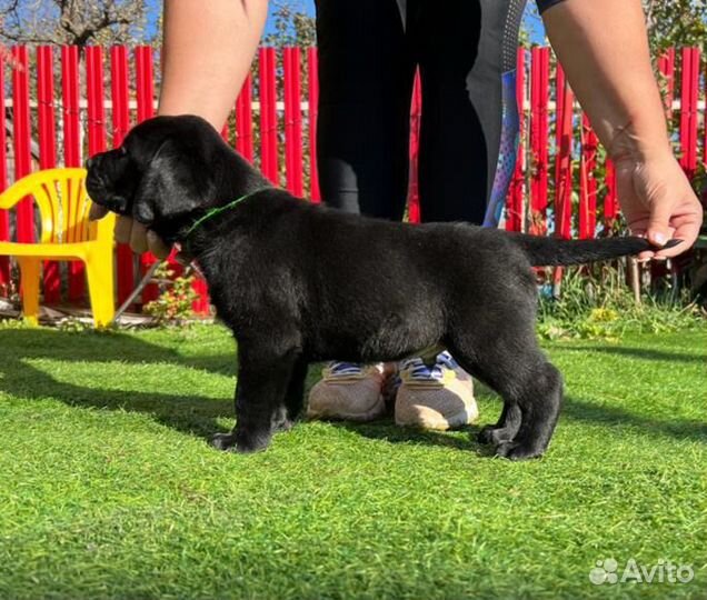 Щенки лабрадора