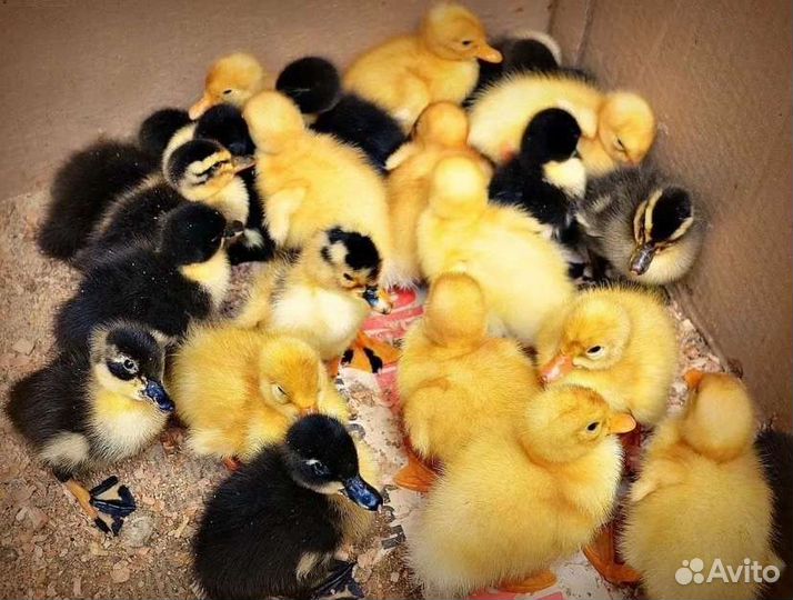 Домашняя птица (цыплята)