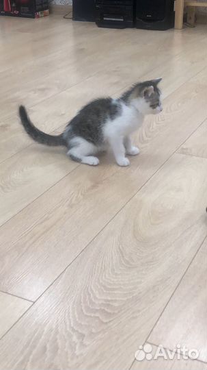 Котенок 3 месяца