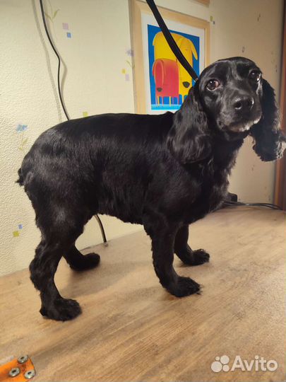 Стрижка собак