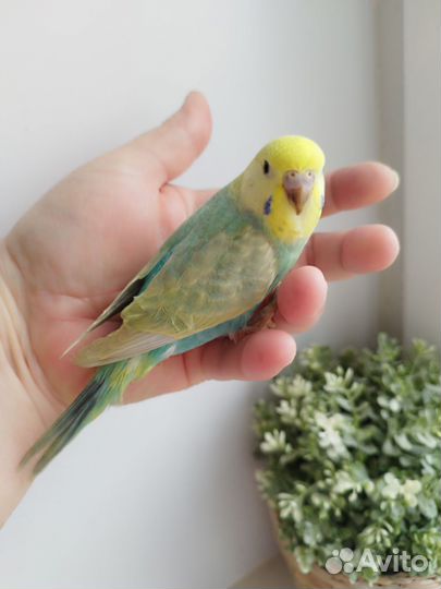 Радужные ручные птенцы волнистого попугая