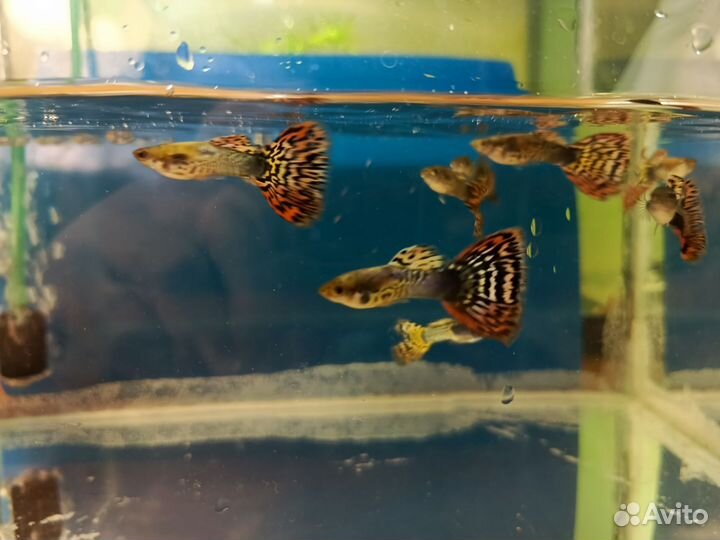 Аквариумные рыбки гуппи