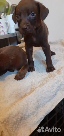 Курцхаар щенки