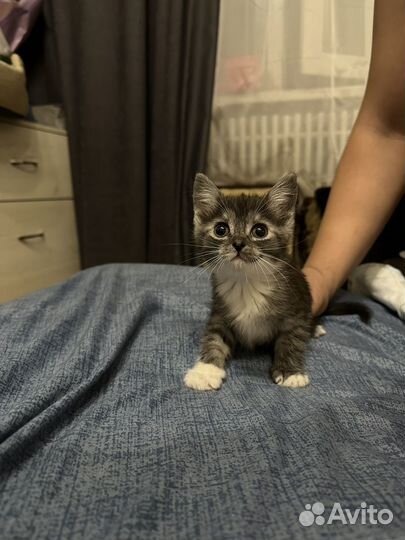 Британские котята