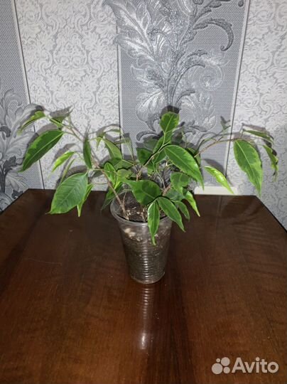 Домашние растения