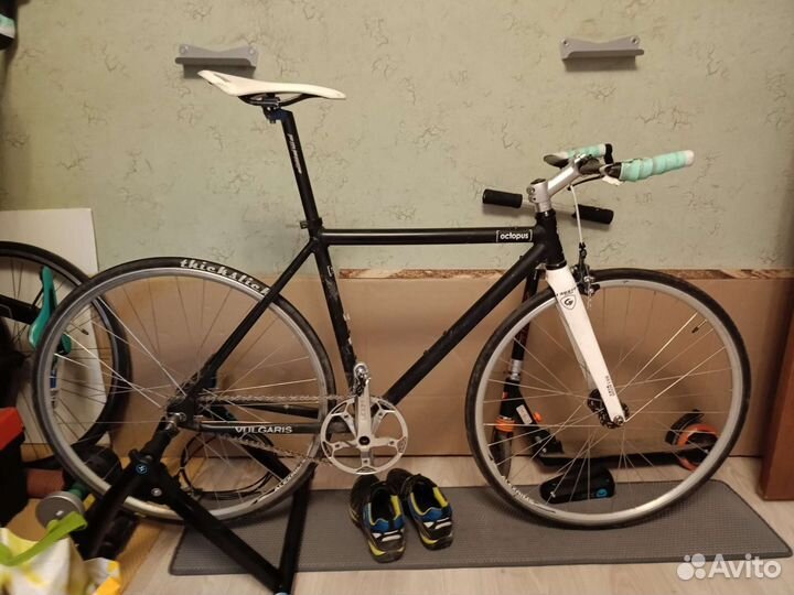 Octopus Vulgaris Cstm