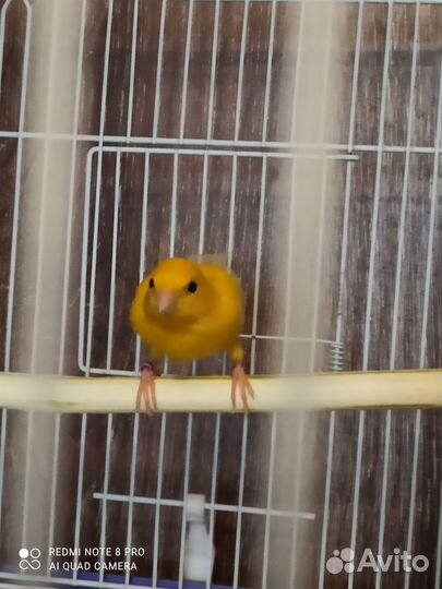 Продаются канарейки