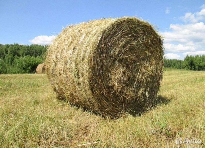 Продам сено в рулонах