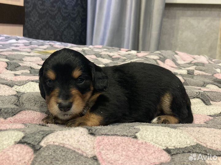 Щенки таксы