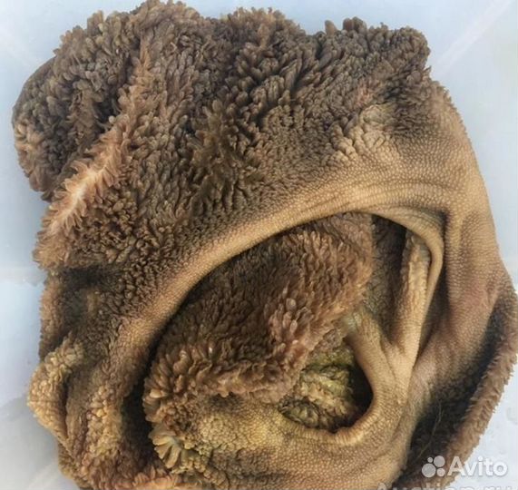 Корм для собак