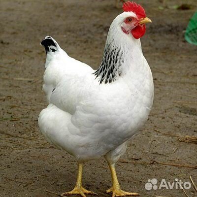 Адлерская серебристая курочки несушки