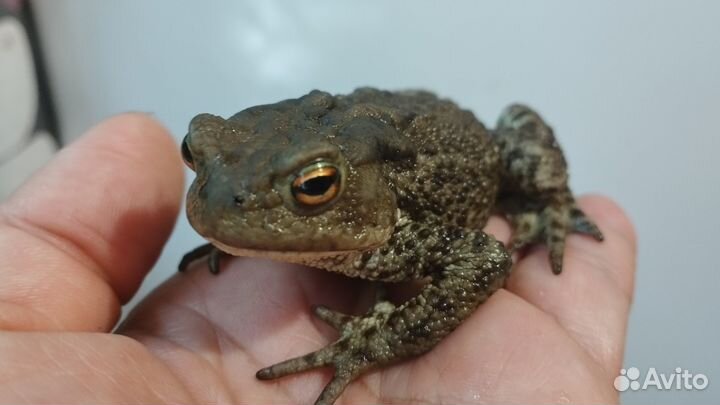 Жаба серая (обыкновенная)