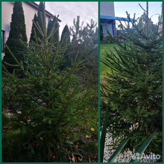 Ель саженцы