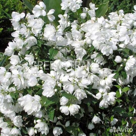 Чубушник виргинский Snowbelle
