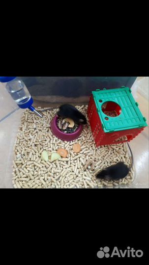 Сатиновые мыши