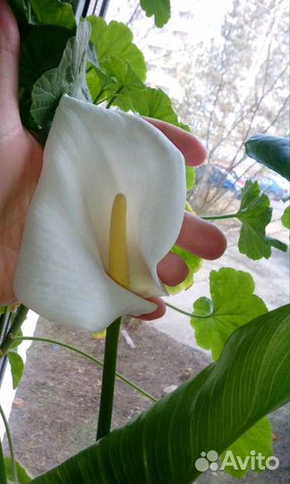 Каллы комнатные