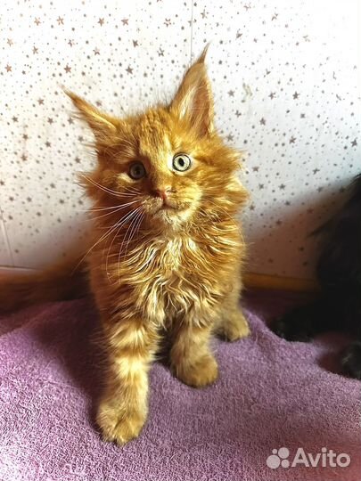 Котята мейн-кун мальчик