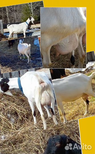 Козы чп Ламанча и некозь