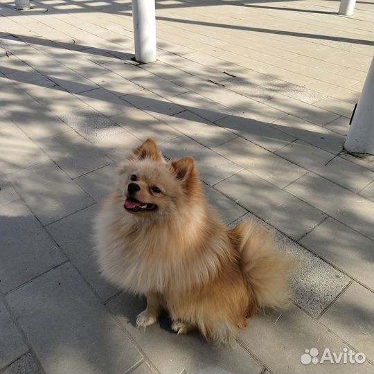 Шпиц на вязку