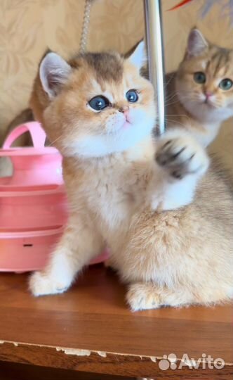 Британские котята золотая шиншилла