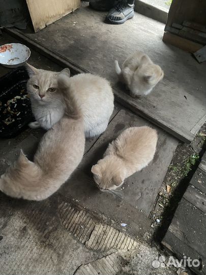 Отдам в добрые руки