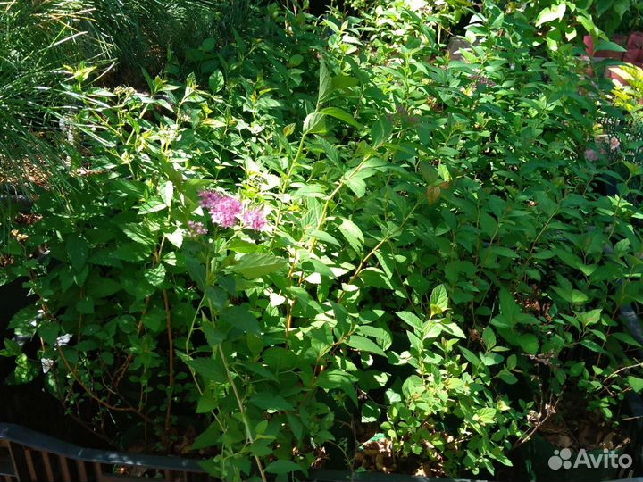 Декоративные кустарники сортовые