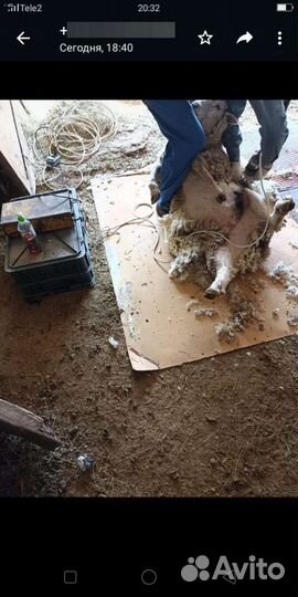 Стрижка овец