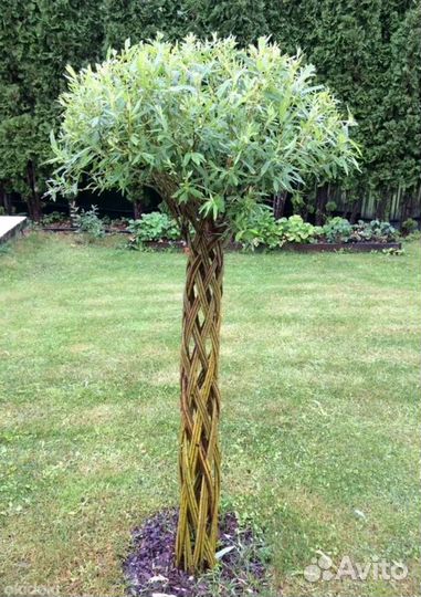 Плетеные деревья