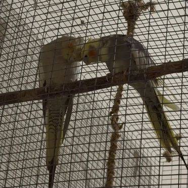 2 кореллы с большой клеткой