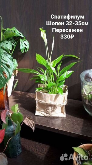 Спатифиллум