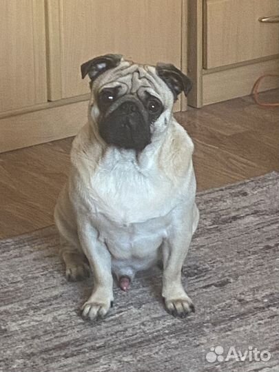 Вязка собак мопс