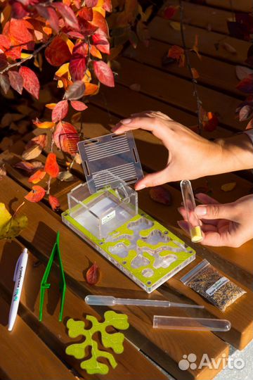 Формикарий / Муравьиная ферма