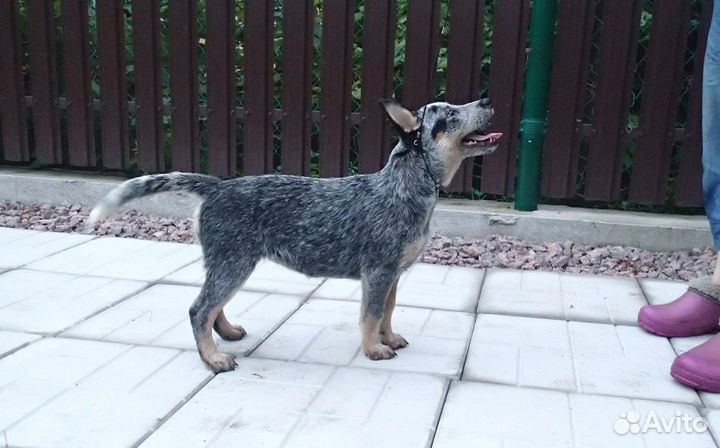 Австралийский хилер девочка шоу