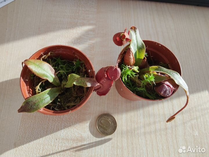 Непентес ампулярия