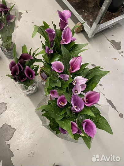 Каллы комнатные 14d