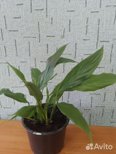 Комнатные растения