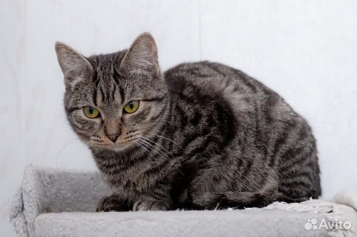 Европейская