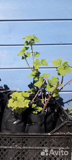 Белорусская черная смородина саженцы