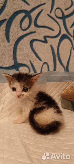 Кот, котёнок, мальчик