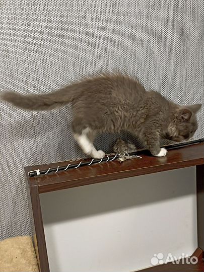 Котëнок