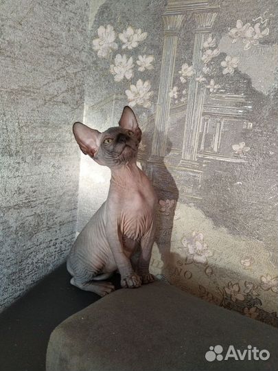 Канадский сфинкс котятки