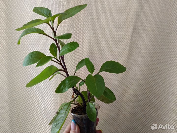 Растение Джинура листья бога