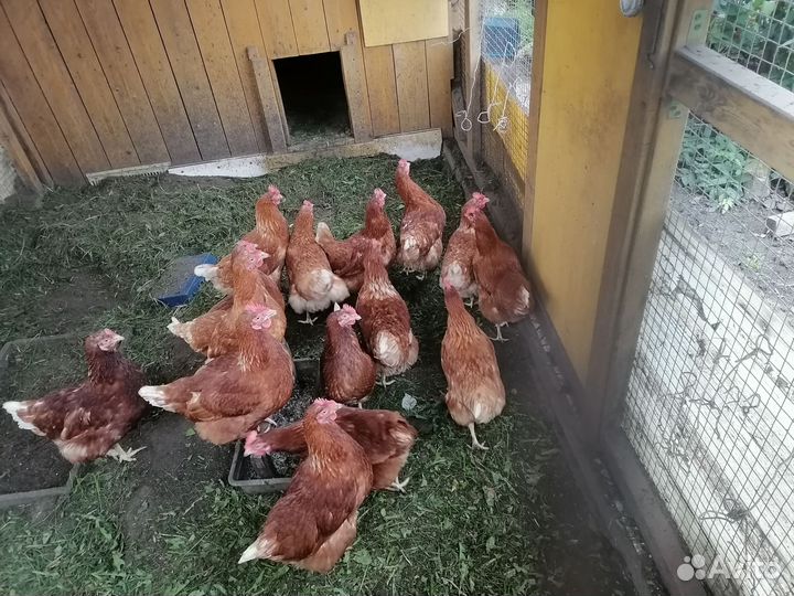 Курицы молодки несушки