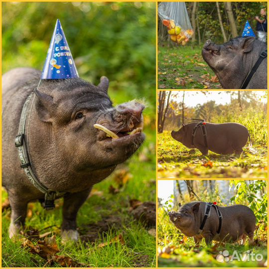 Фотограф анималист