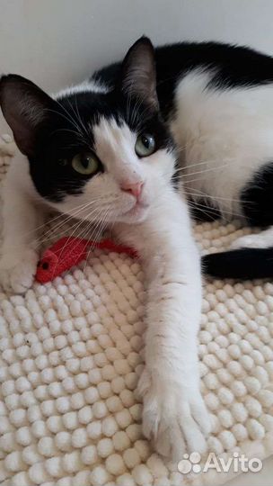 Кошка Ариша в дар